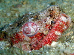 A eel watching me.. Casio Exilim z 1200 by Andrew Macleod 